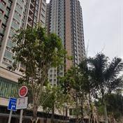 YUCCIE SQUARE